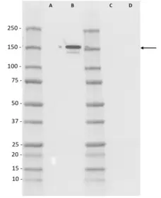 Anti CAS9 Antibody, clone AbD34371kg gallery image 1