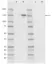 Anti CAS9 Antibody, clone AbD34371kg thumbnail image 1