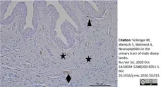 Anti Substance P Antibody, clone NC1/34 gallery image 10