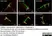Anti Substance P Antibody, clone NC1/34 thumbnail image 12