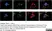 Anti Substance P Antibody, clone NC1/34 thumbnail image 13