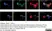 Anti Substance P Antibody, clone NC1/34 thumbnail image 14