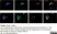 Anti Substance P Antibody, clone NC1/34 thumbnail image 15