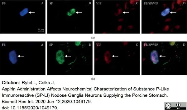 Anti Substance P Antibody, clone NC1/34 gallery image 15