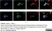 Anti Substance P Antibody, clone NC1/34 thumbnail image 16