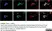 Anti Substance P Antibody, clone NC1/34 thumbnail image 16