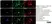 Anti Substance P Antibody, clone NC1/34 thumbnail image 2