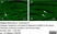 Anti Substance P Antibody, clone NC1/34 thumbnail image 20
