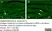 Anti Substance P Antibody, clone NC1/34 thumbnail image 20