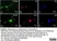 Anti Substance P Antibody, clone NC1/34 thumbnail image 24