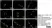 Anti Substance P Antibody, clone NC1/34 thumbnail image 25