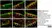 Anti Substance P Antibody, clone NC1/34 thumbnail image 27