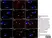 Anti Substance P Antibody, clone NC1/34 thumbnail image 4