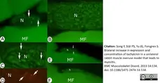 Anti Substance P Antibody, clone NC1/34 gallery image 5