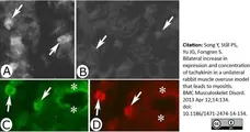 Anti Substance P Antibody, clone NC1/34 gallery image 6