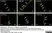 Anti Substance P Antibody, clone NC1/34 thumbnail image 7