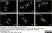 Anti Substance P Antibody, clone NC1/34 thumbnail image 9