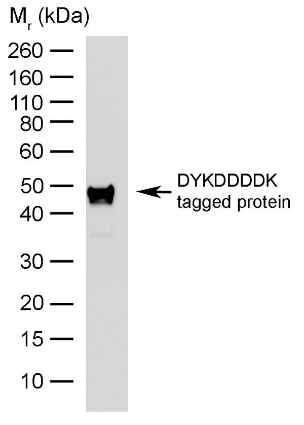 Anti DYKDDDDK Tag Antibody, clone 6F7 gallery image 1
