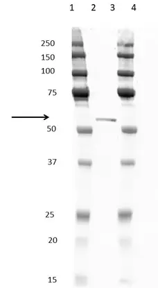 Anti Penta Histidine Tag Antibody, clone ABD2.2.20 gallery image 1