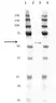 Anti Penta Histidine Tag Antibody, clone ABD2.2.20 thumbnail image 1