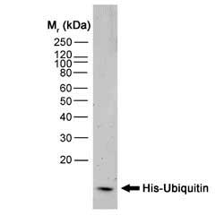 Anti Histidine Tag Antibody, clone AD1.1.10 gallery image 1
