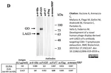 Anti Histidine Tag Antibody, clone AD1.1.10 gallery image 10