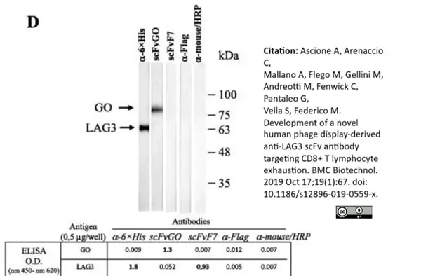 Anti Histidine Tag Antibody, clone AD1.1.10 gallery image 10