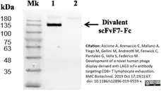 Anti Histidine Tag Antibody, clone AD1.1.10 gallery image 11