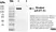 Anti Histidine Tag Antibody, clone AD1.1.10 thumbnail image 11