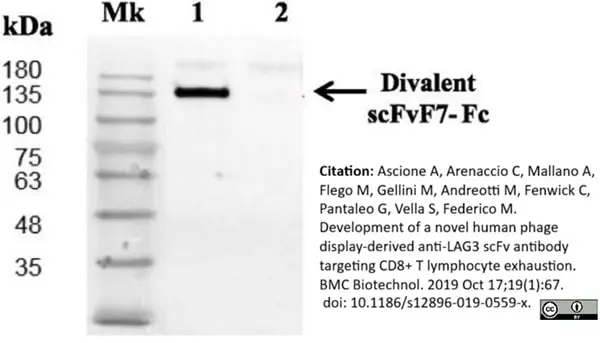 Anti Histidine Tag Antibody, clone AD1.1.10 gallery image 11