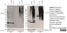 Anti Histidine Tag Antibody, clone AD1.1.10 gallery image 13