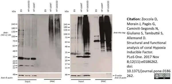 Anti Histidine Tag Antibody, clone AD1.1.10 gallery image 13