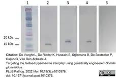 Anti Histidine Tag Antibody, clone AD1.1.10 gallery image 14