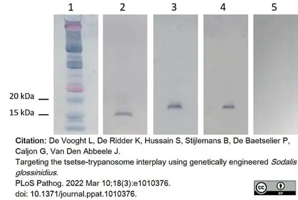 Anti Histidine Tag Antibody, clone AD1.1.10 gallery image 14