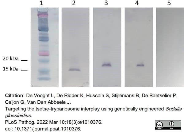 Anti Histidine Tag Antibody, clone AD1.1.10 gallery image 15