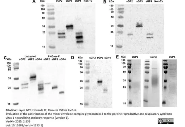 Anti Histidine Tag Antibody, clone AD1.1.10 gallery image 15