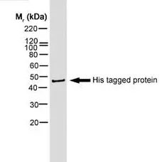 Anti Histidine Tag Antibody, clone AD1.1.10 gallery image 3