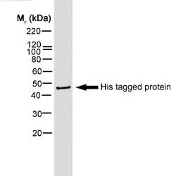 Anti Histidine Tag Antibody, clone AD1.1.10 gallery image 3