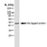Anti Histidine Tag Antibody, clone AD1.1.10 thumbnail image 3