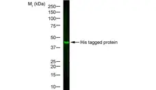 Anti Histidine Tag Antibody, clone AD1.1.10 gallery image 4