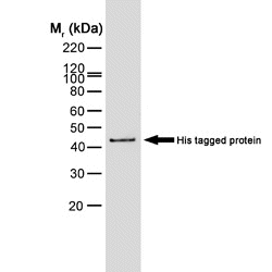 Anti Histidine Tag Antibody, clone AD1.1.10 thumbnail image 4