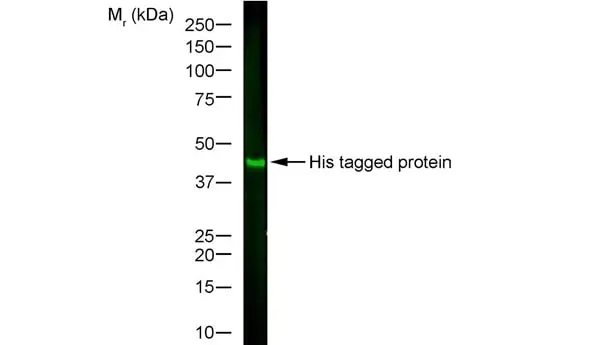 Anti Histidine Tag Antibody, clone AD1.1.10 gallery image 4