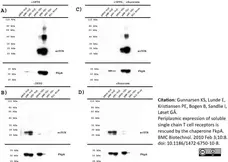 Anti Histidine Tag Antibody, clone AD1.1.10 gallery image 5