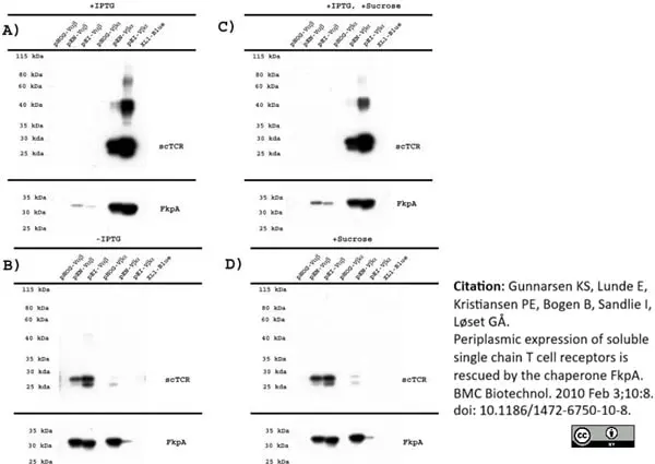 Anti Histidine Tag Antibody, clone AD1.1.10 gallery image 5