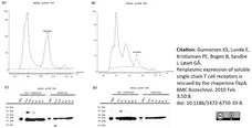 Anti Histidine Tag Antibody, clone AD1.1.10 gallery image 7