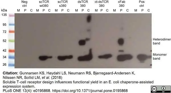 Anti Histidine Tag Antibody, clone AD1.1.10 gallery image 9
