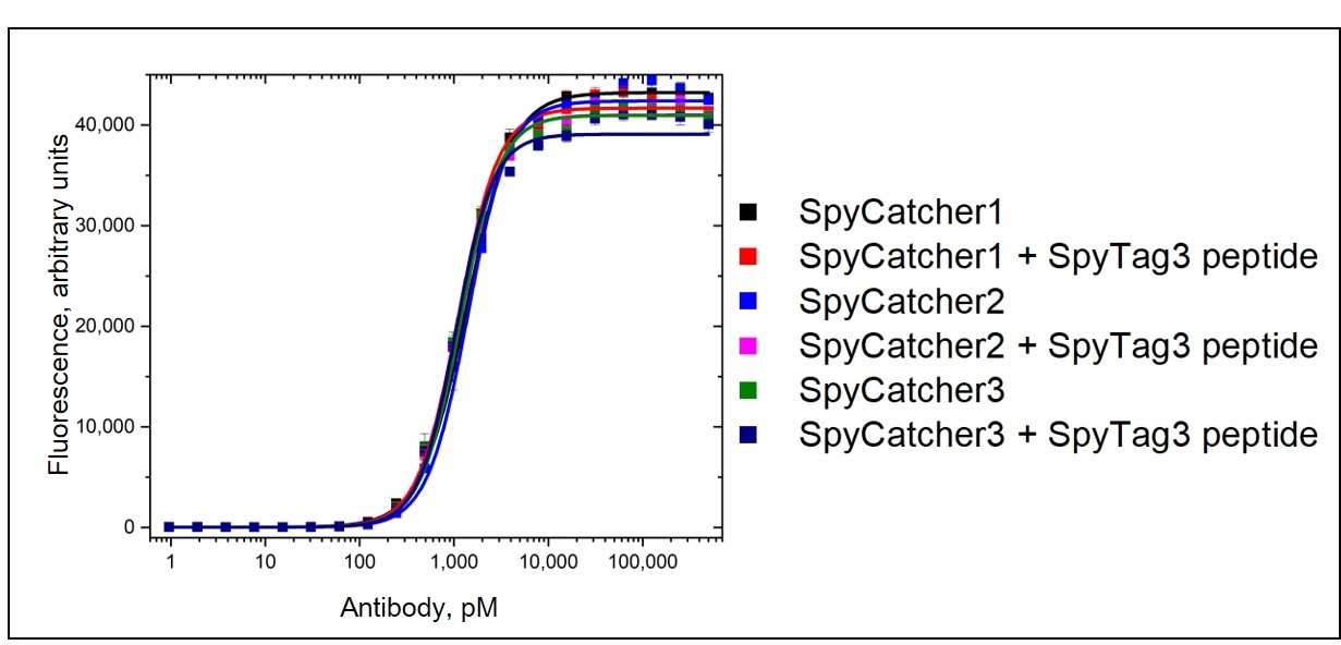 anti SpyCatcher Antibody, clone AbD41909kg gallery image 1