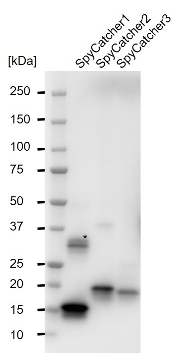 anti SpyCatcher Antibody, clone AbD41909kg gallery image 2