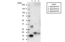 anti SpyCatcher Antibody, clone AbD41909kg gallery image 3