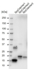 anti SpyCatcher Antibody, clone AbD41909kg thumbnail image 3
